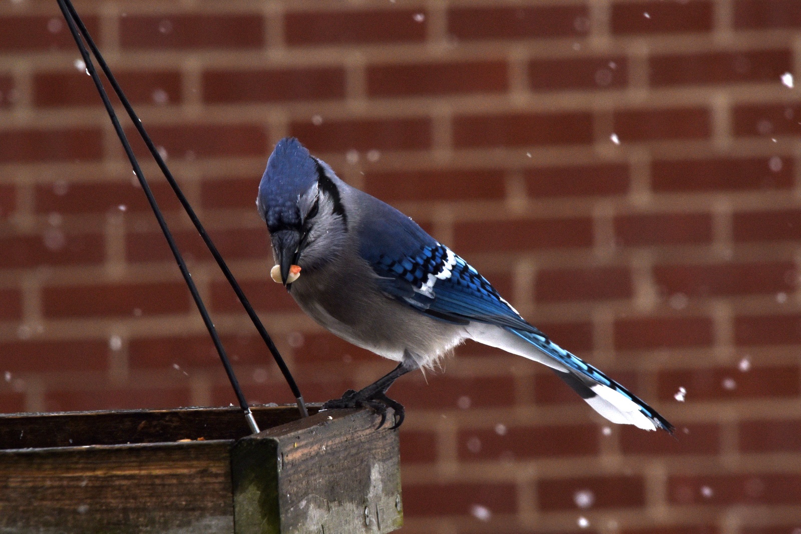 Blue Jay
