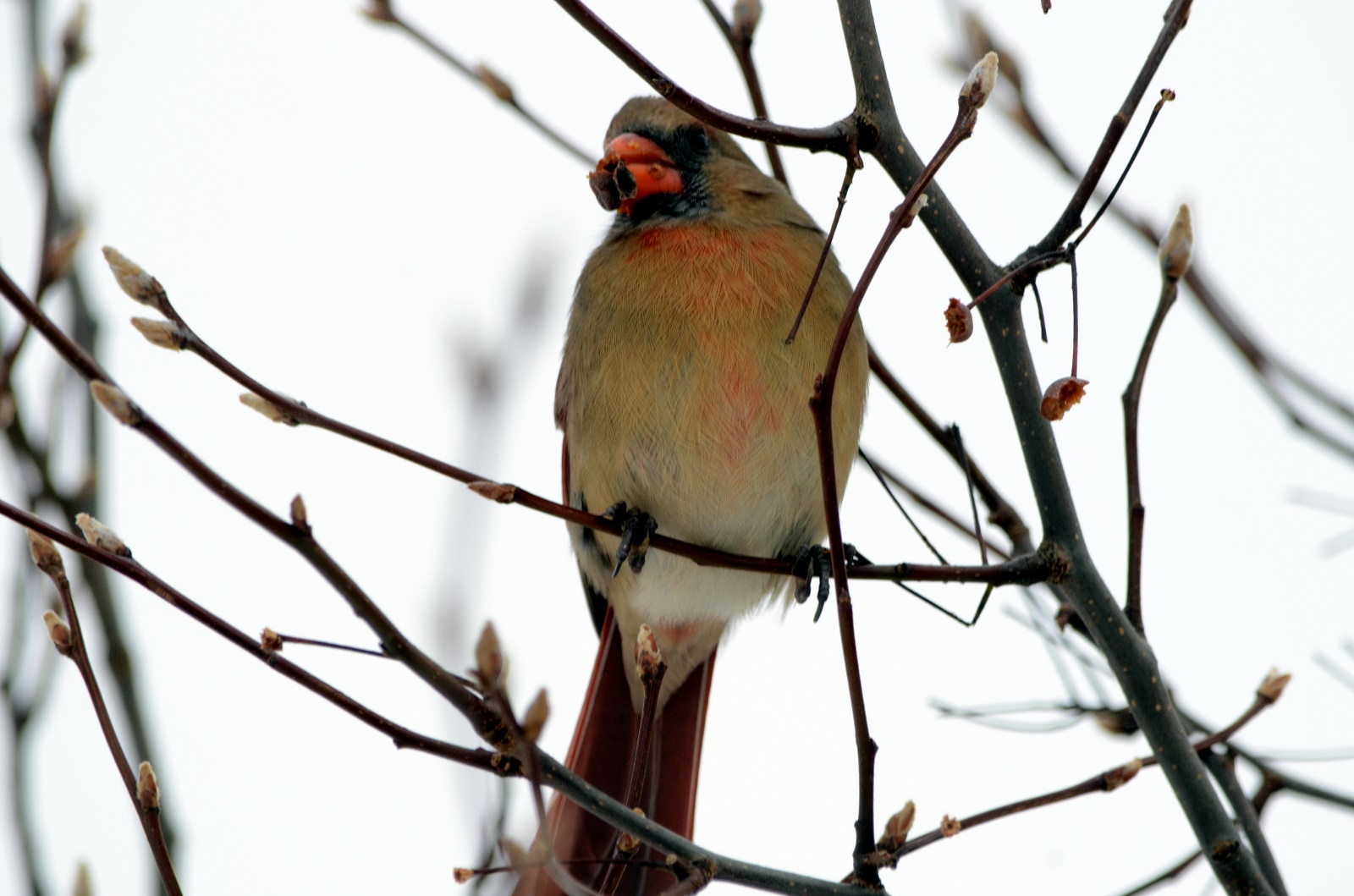 Female Cardinal