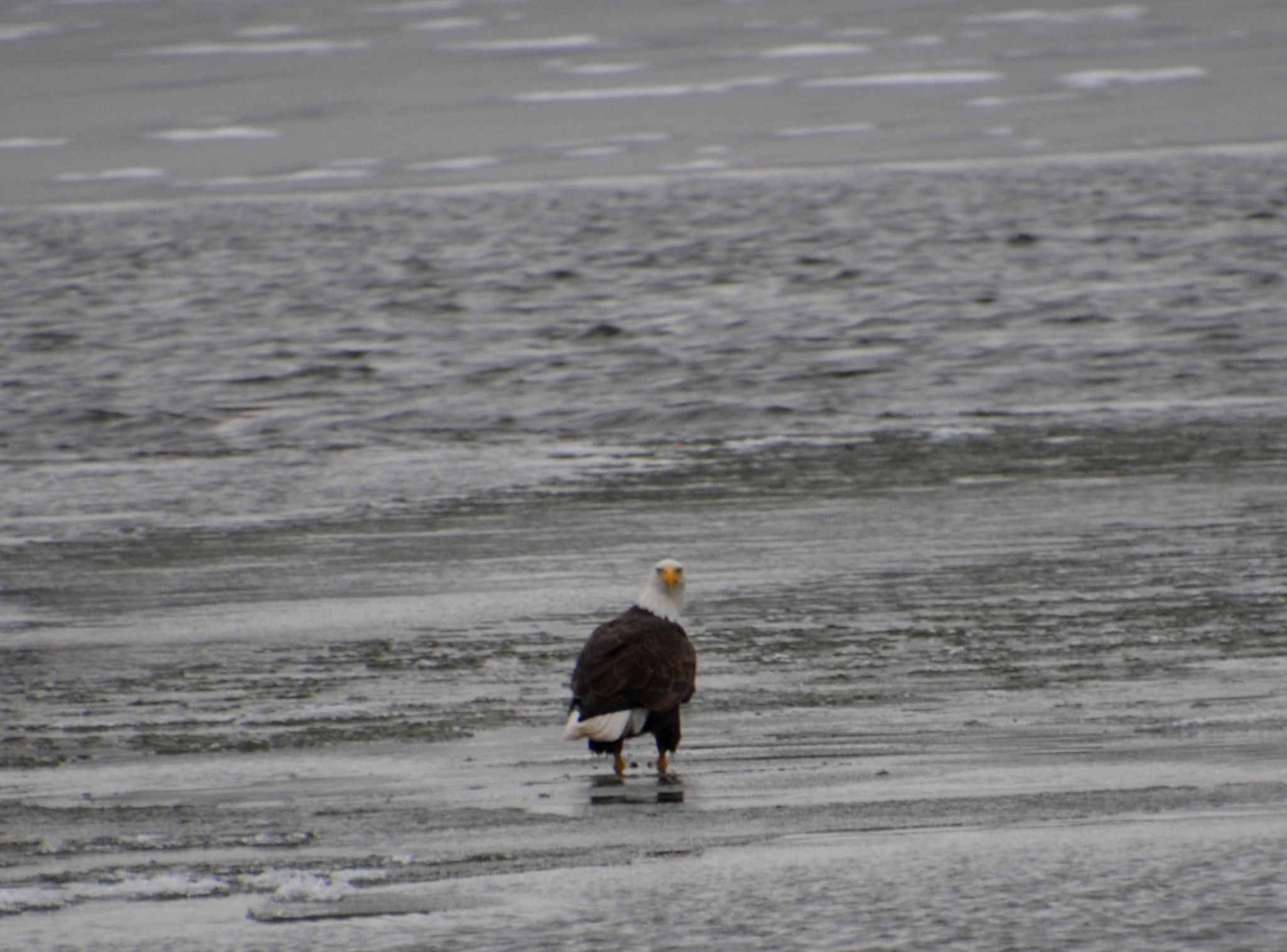 Eagle looking for Fish