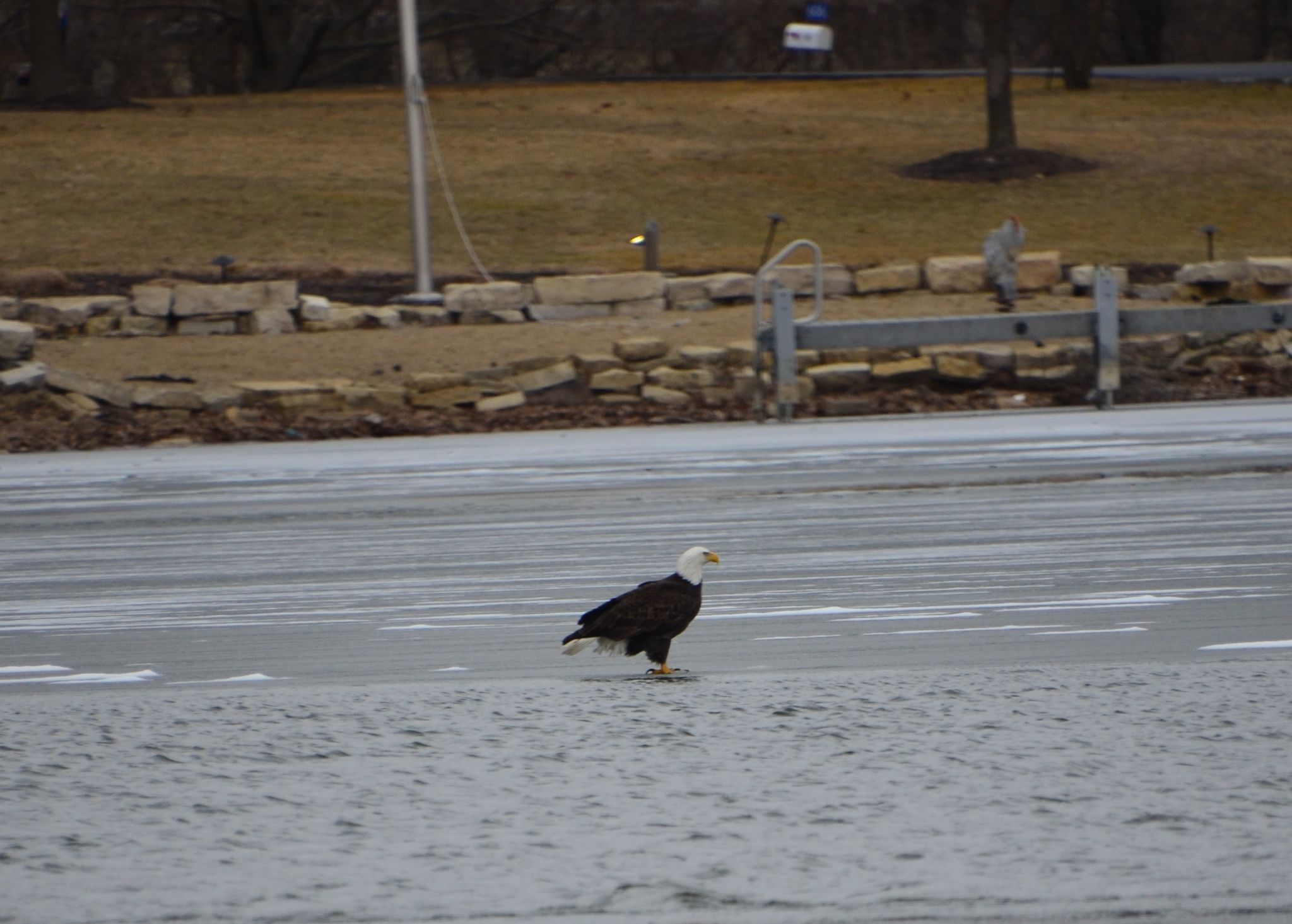 Eagle looking for Fish