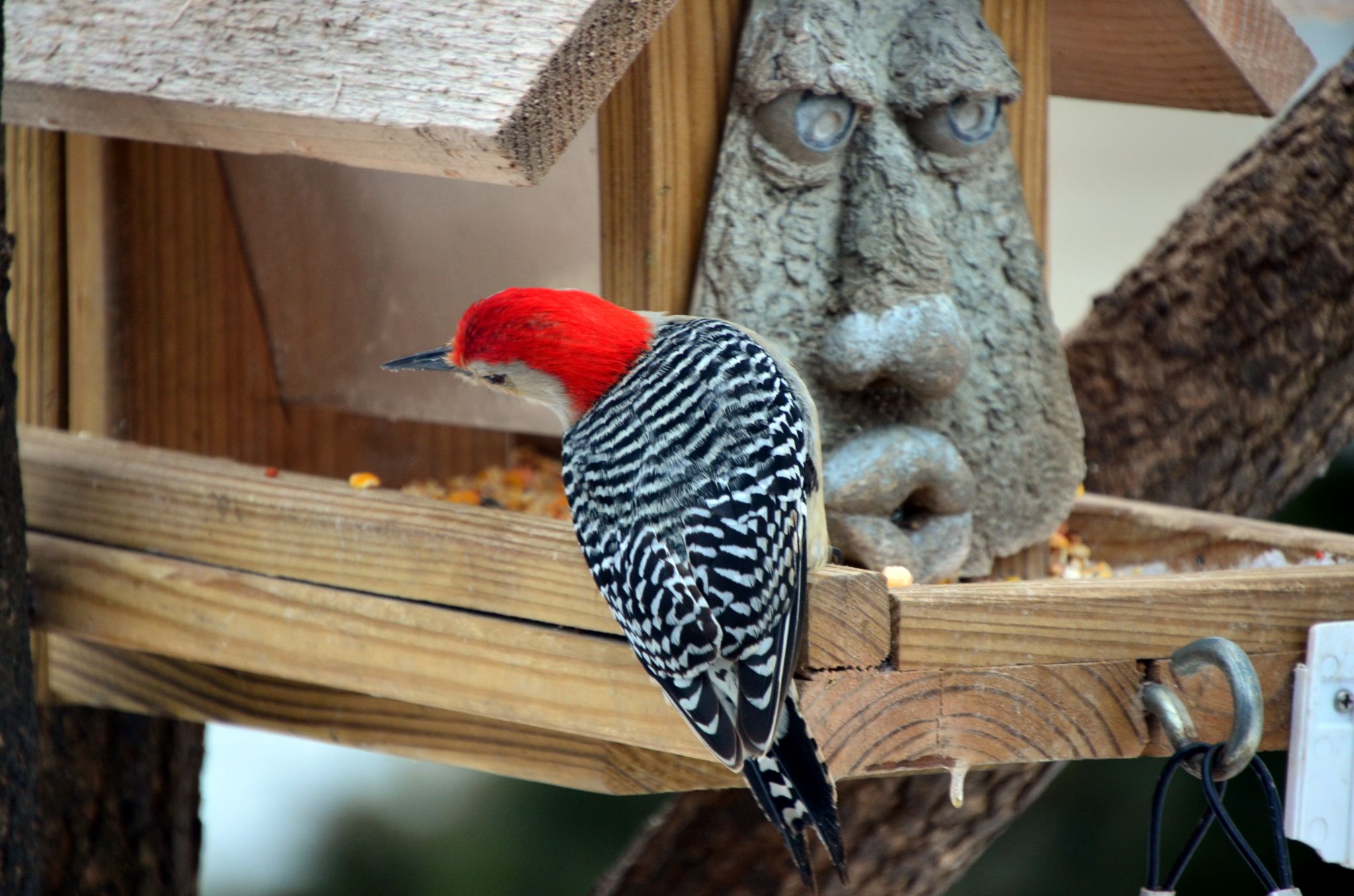Red Headed Woodpecker