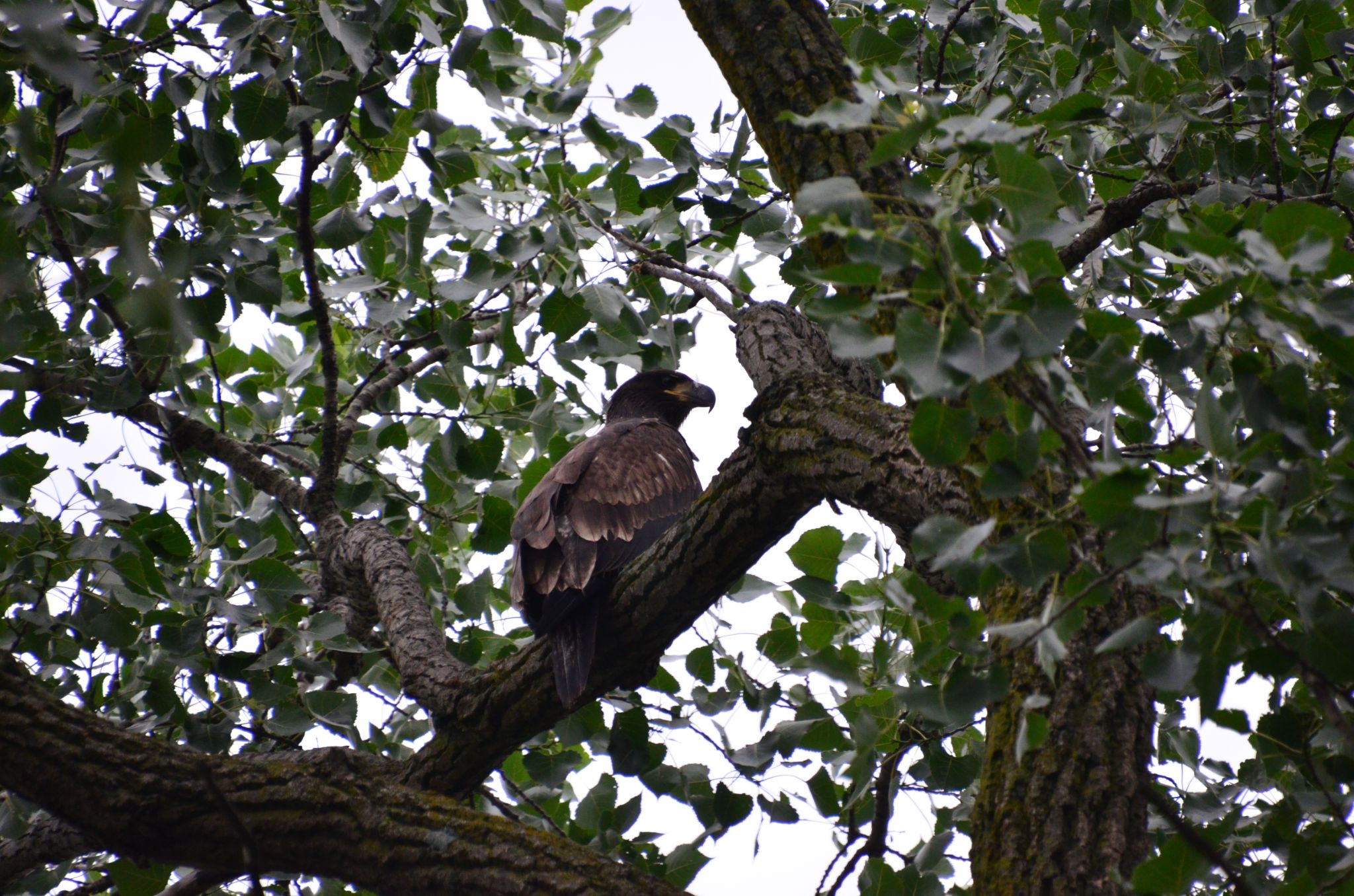 Bayles Lake Eagle