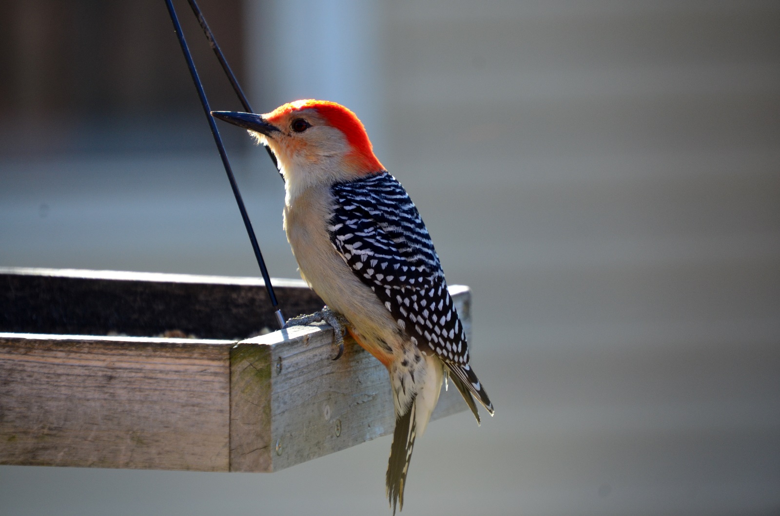 Red-Headded Woodpecker