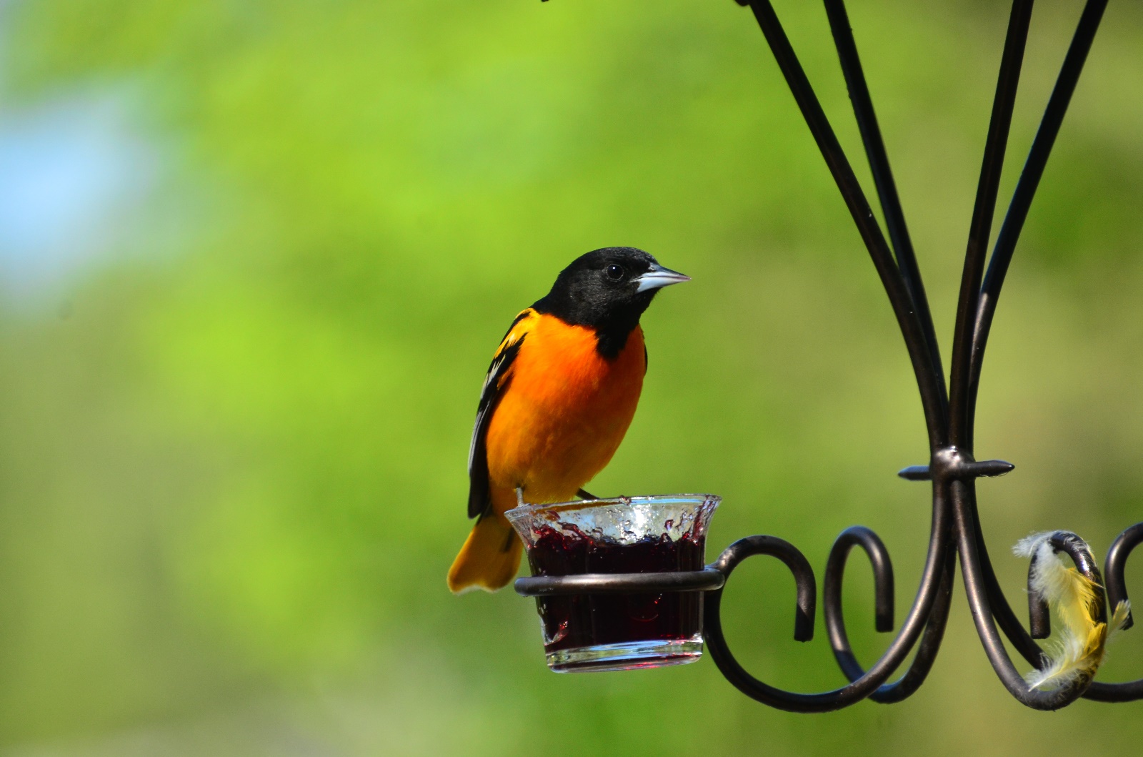 Oriole