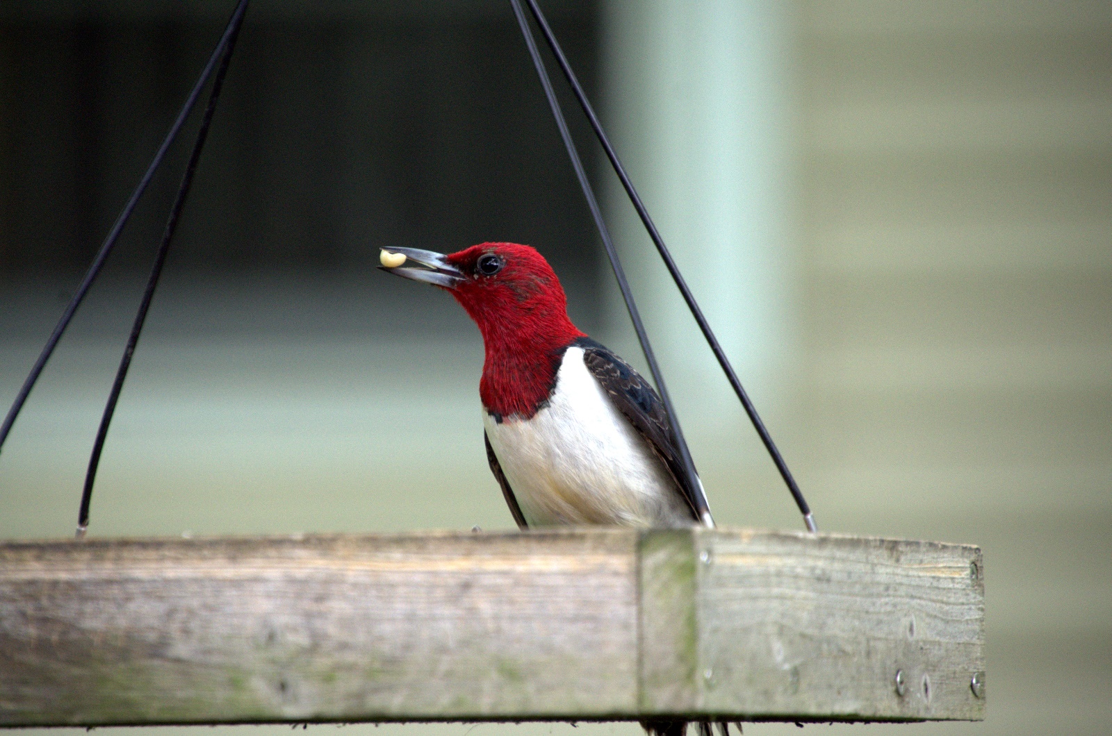 Red-Headded Woodpecker