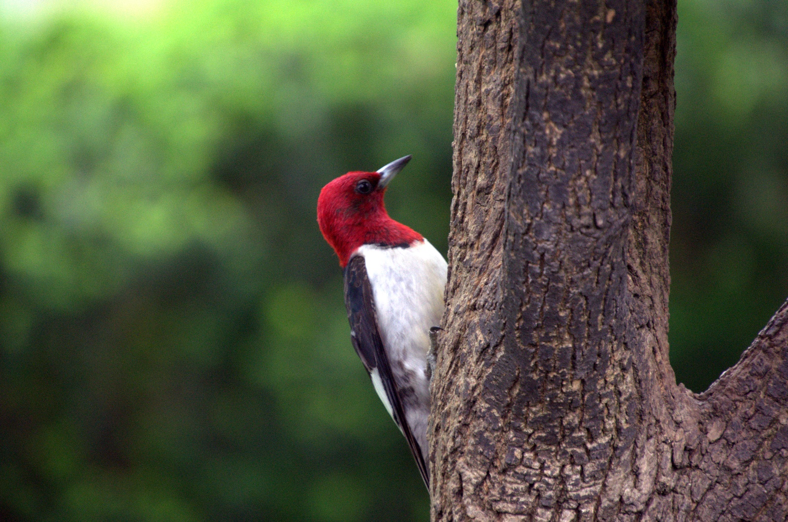 Red-Headded Woodpecker