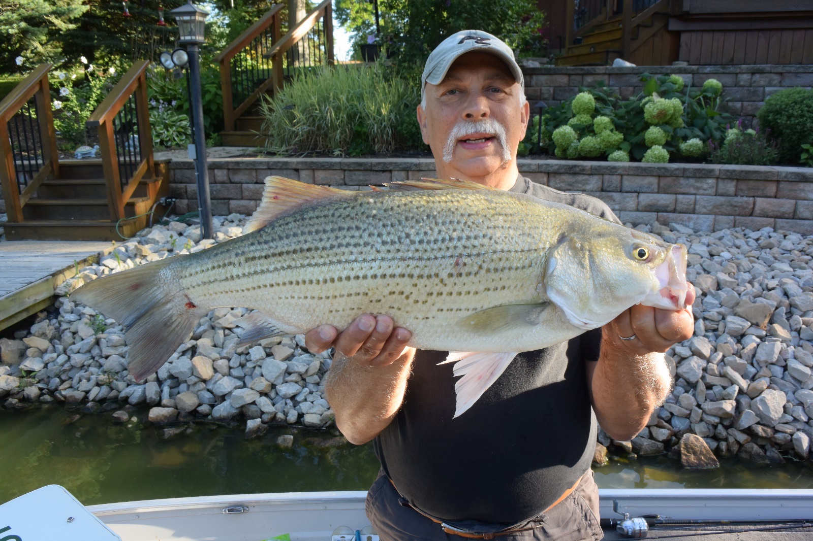Hybrid Striper