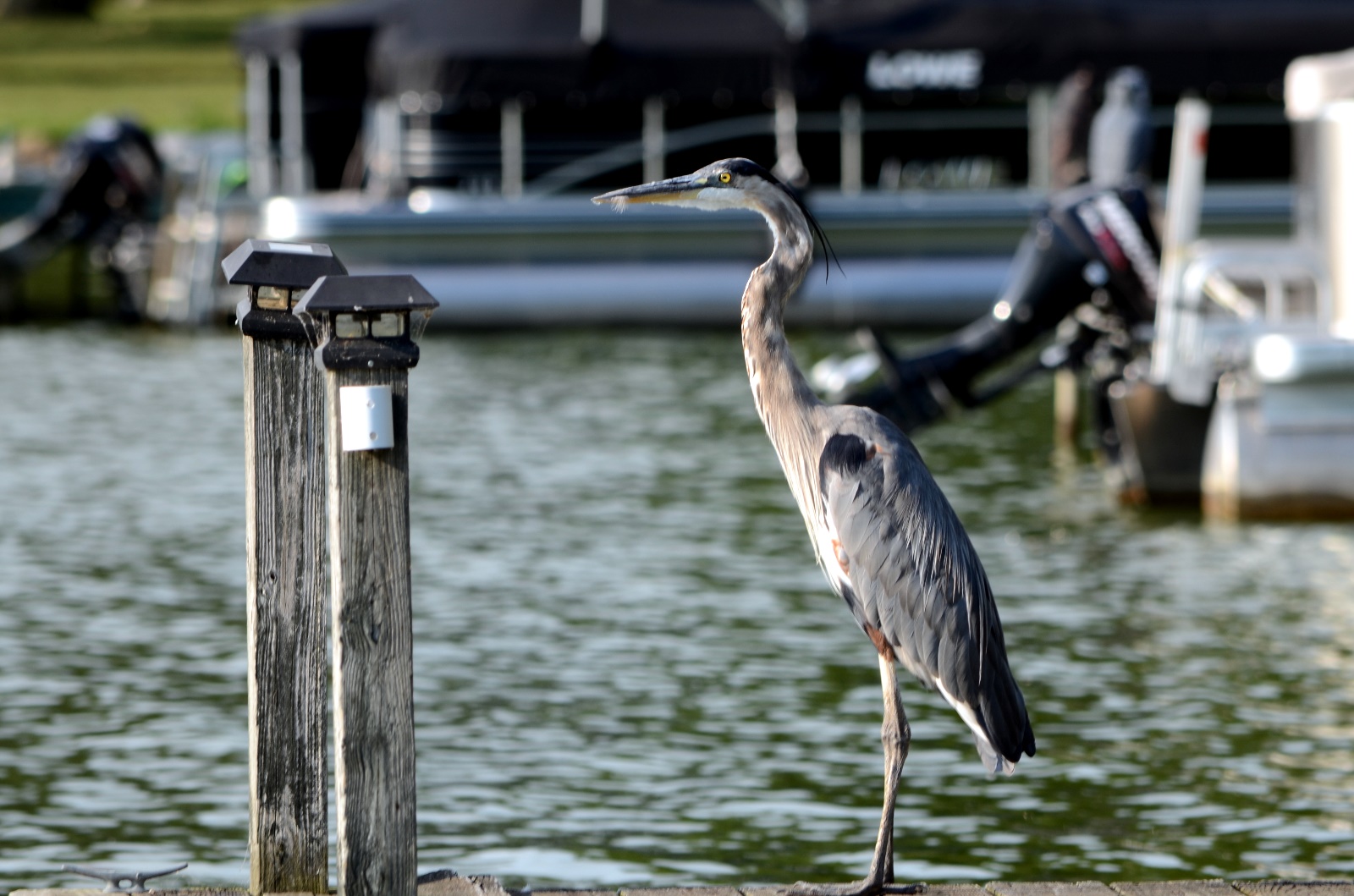 Blue heron