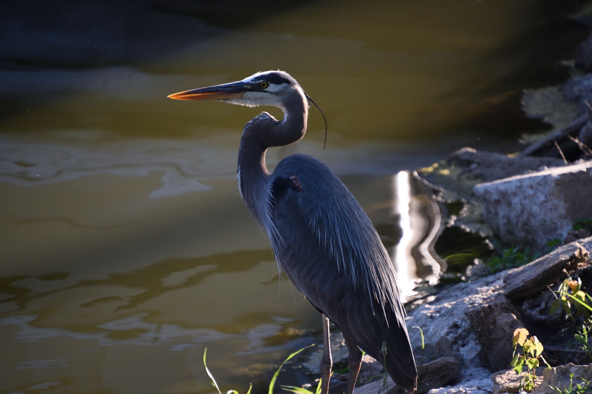 Blue Heron
