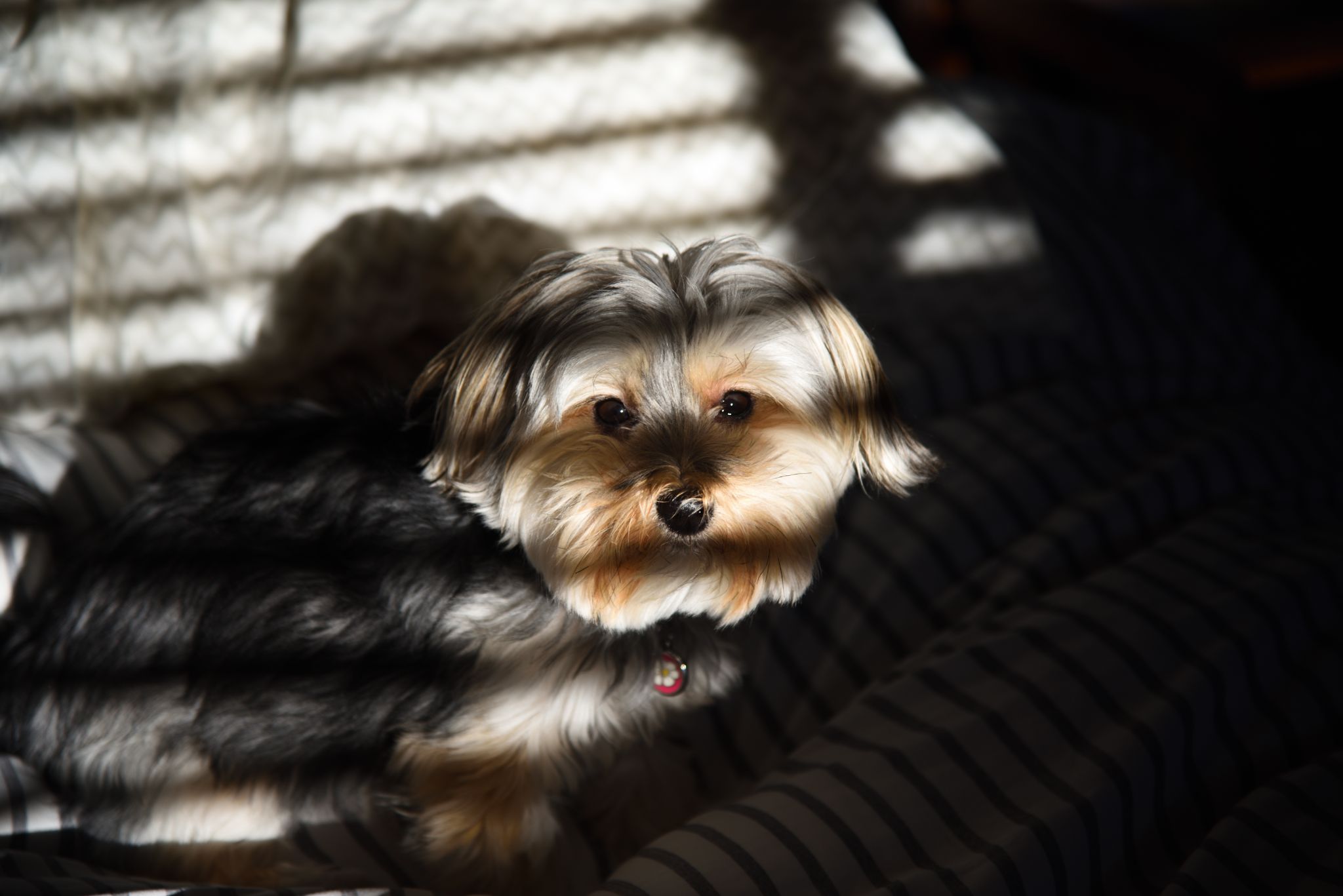 Daisy trying to find some sun