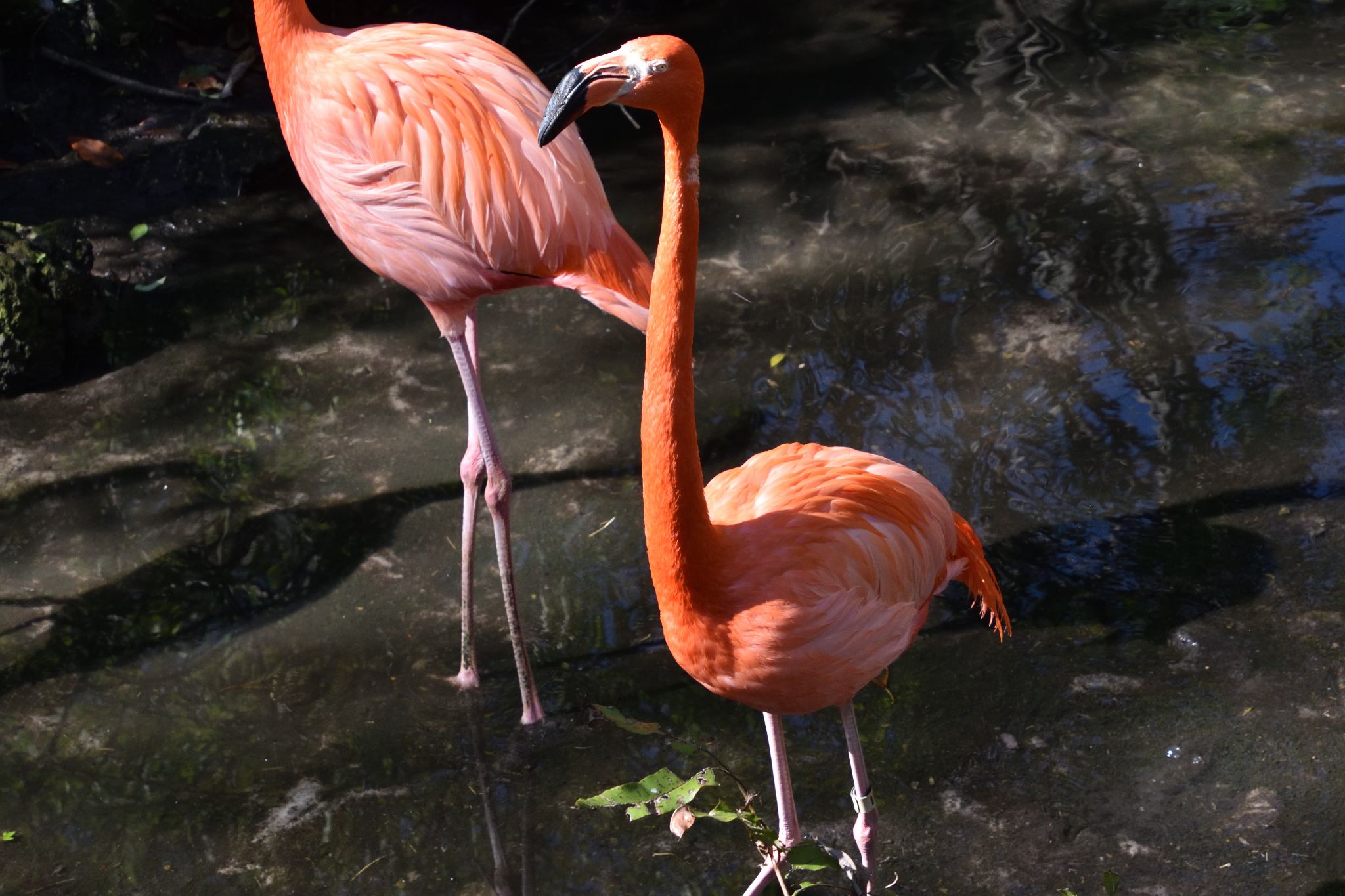 Ellie Schiller Homosassa Springs Wildlife State Pk