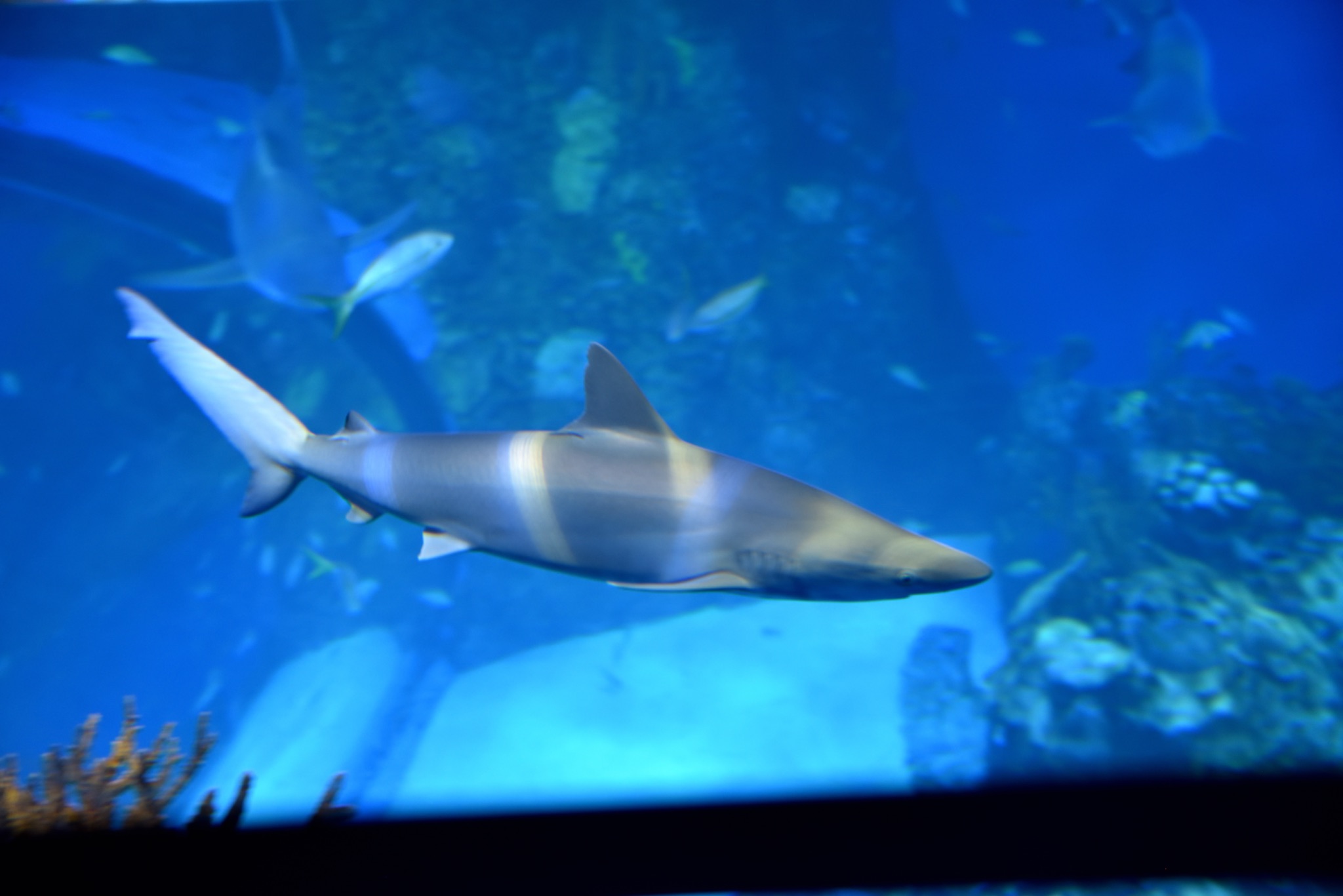 Mote Science Education Aquarium