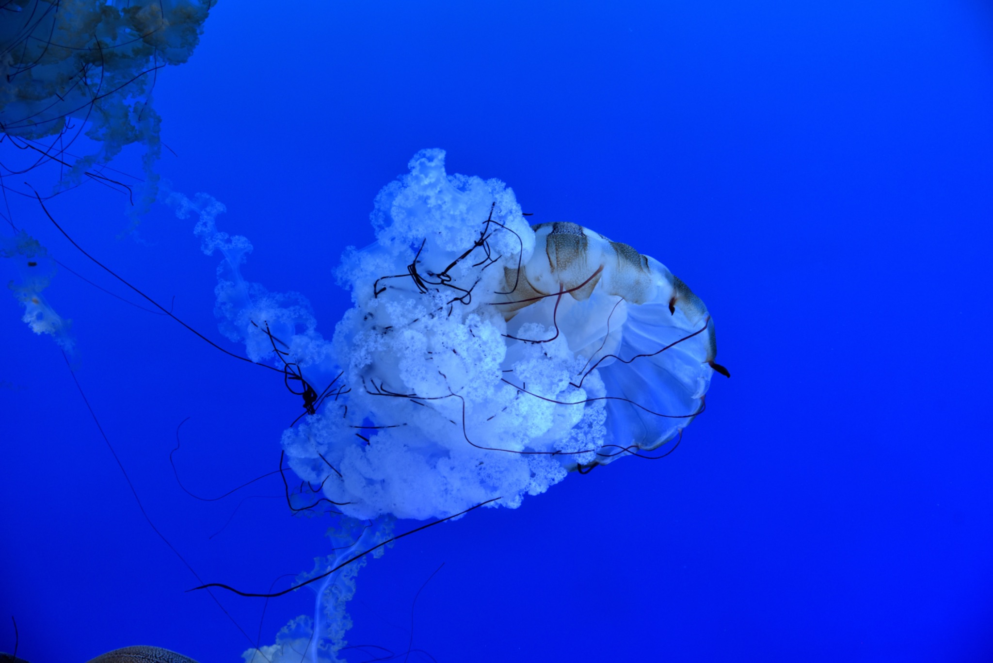 Mote Science Education Aquarium