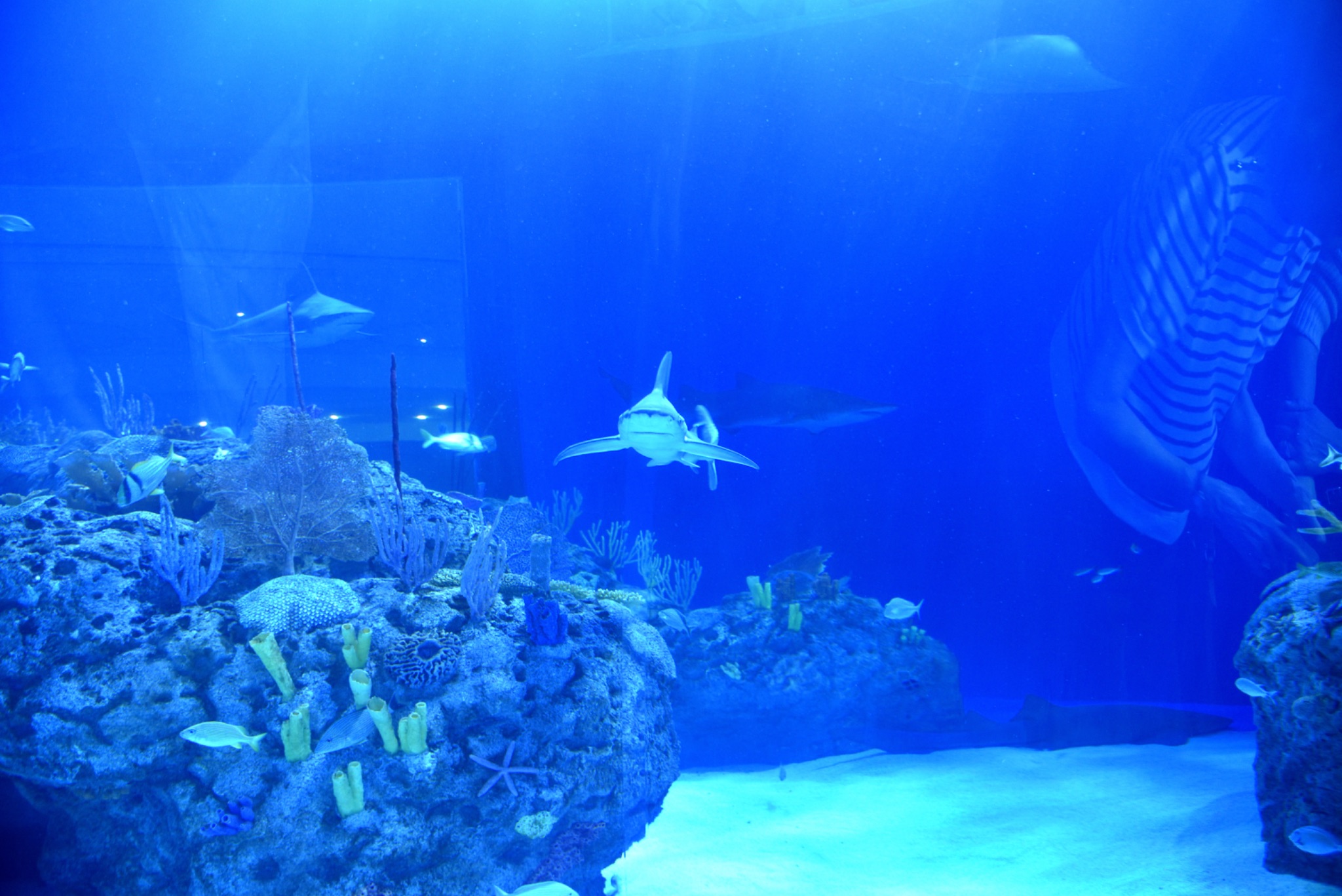 Mote Science Education Aquarium