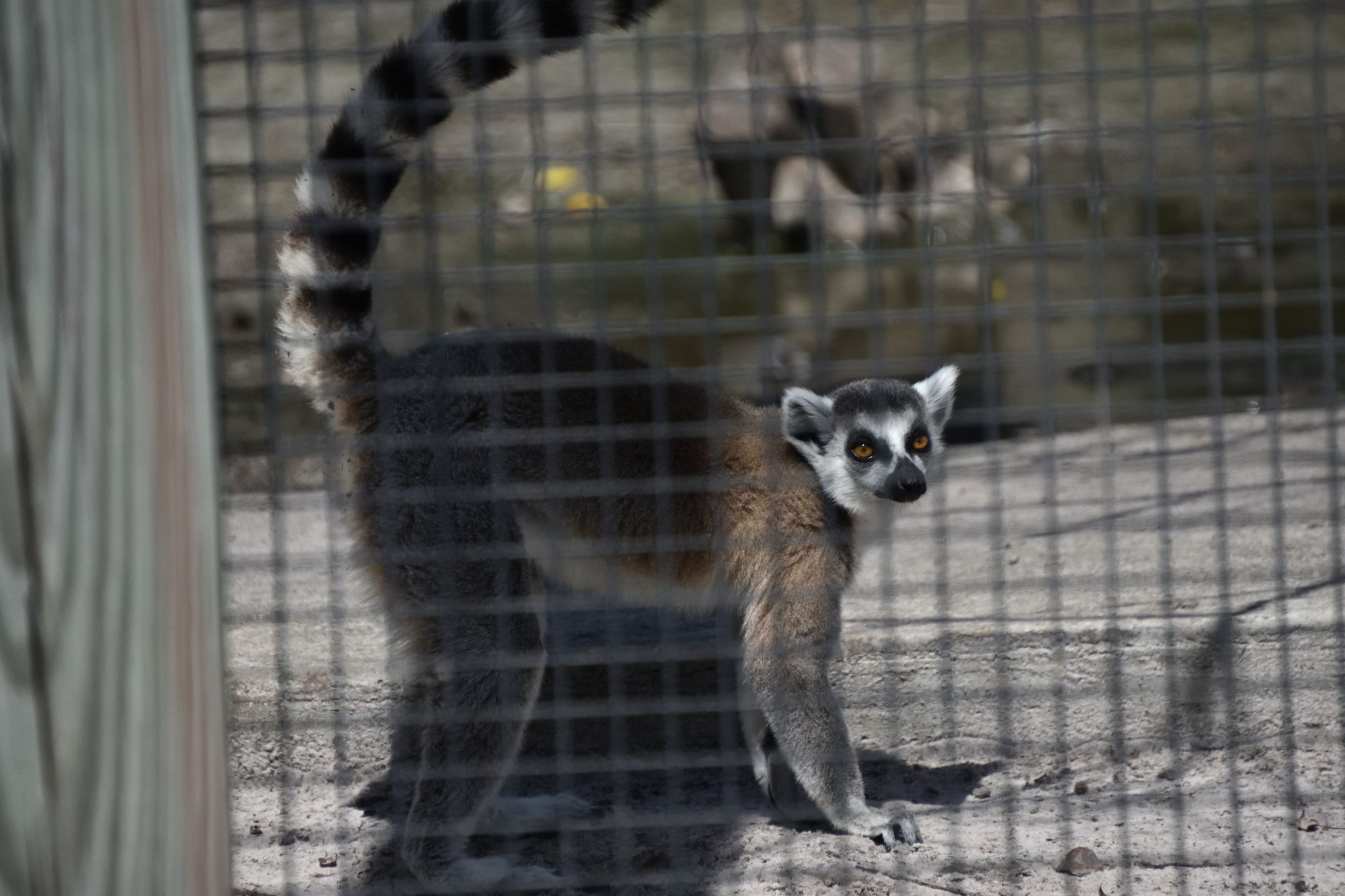 Safari Wilderness Park - Lakeland Fl