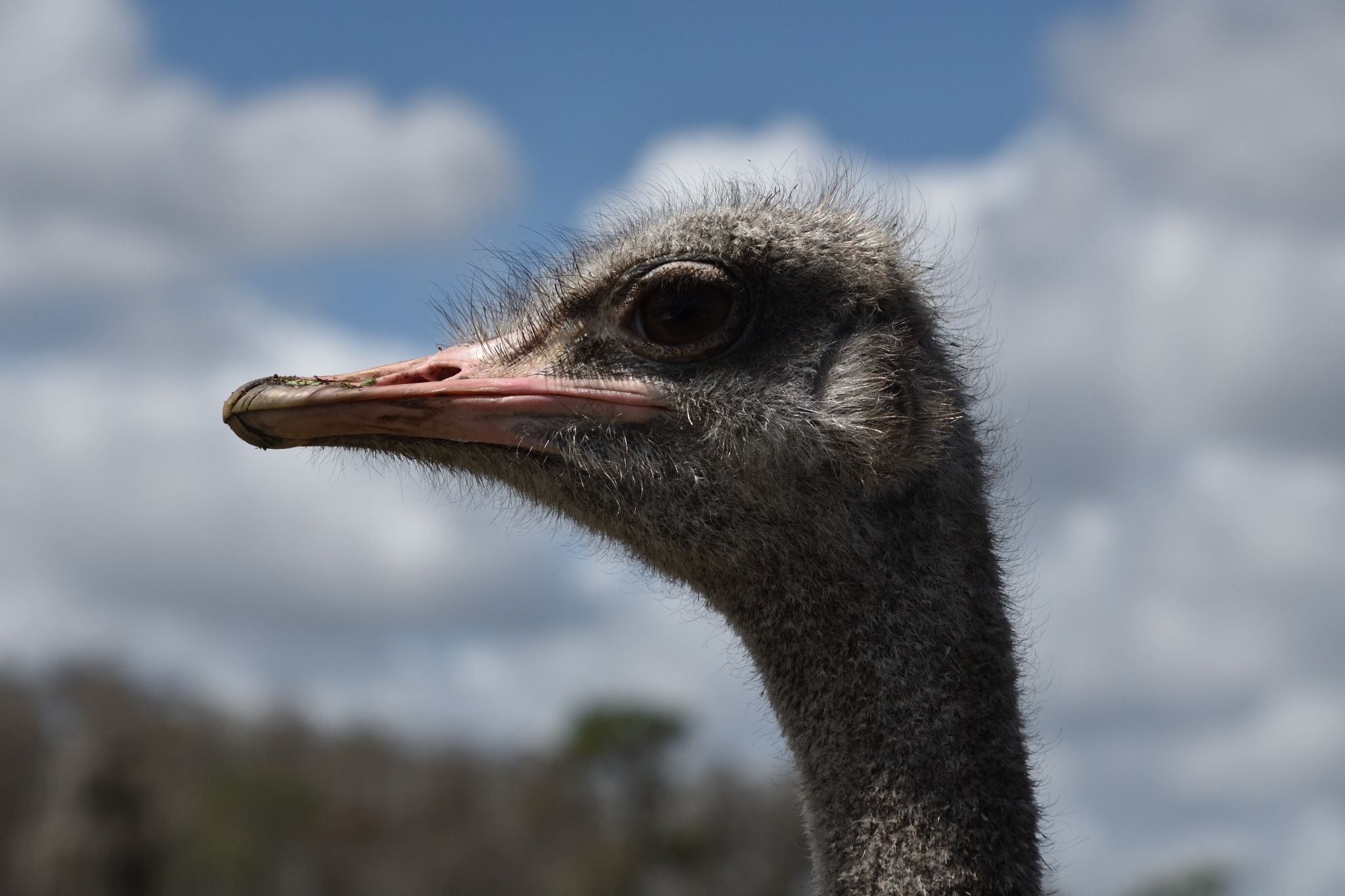 Safari Wilderness Park - Lakeland Fl