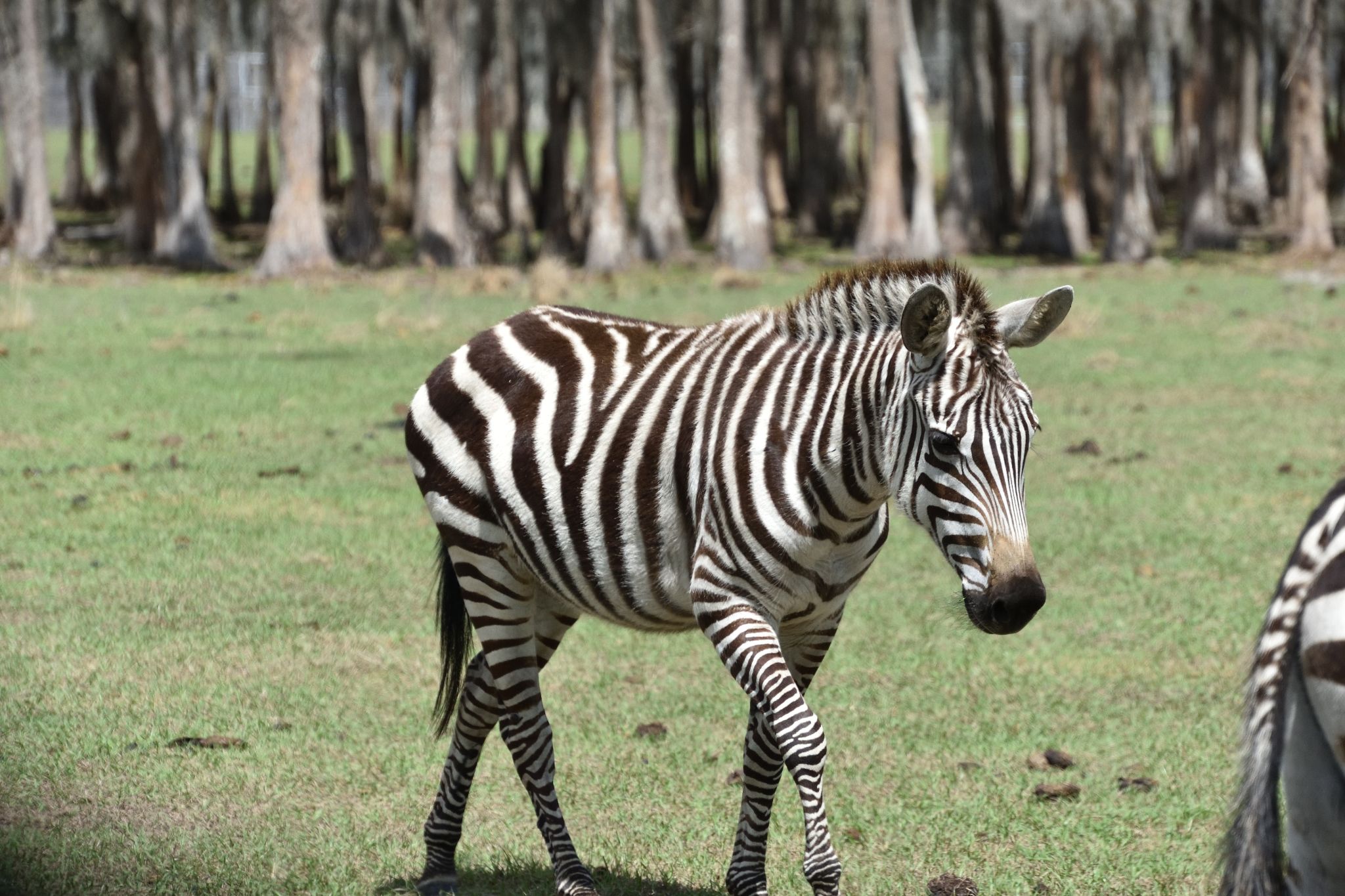 Safari Wilderness Park - Lakeland Fl