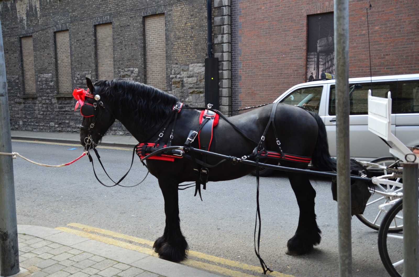 Horse at the Guinness Factory