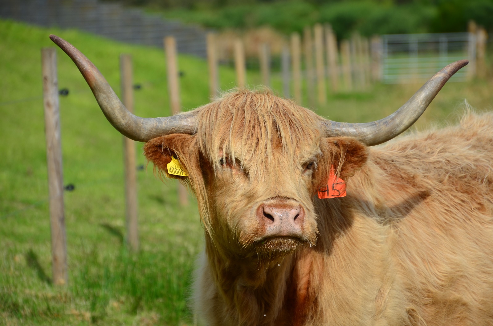 Culloden Battlefield