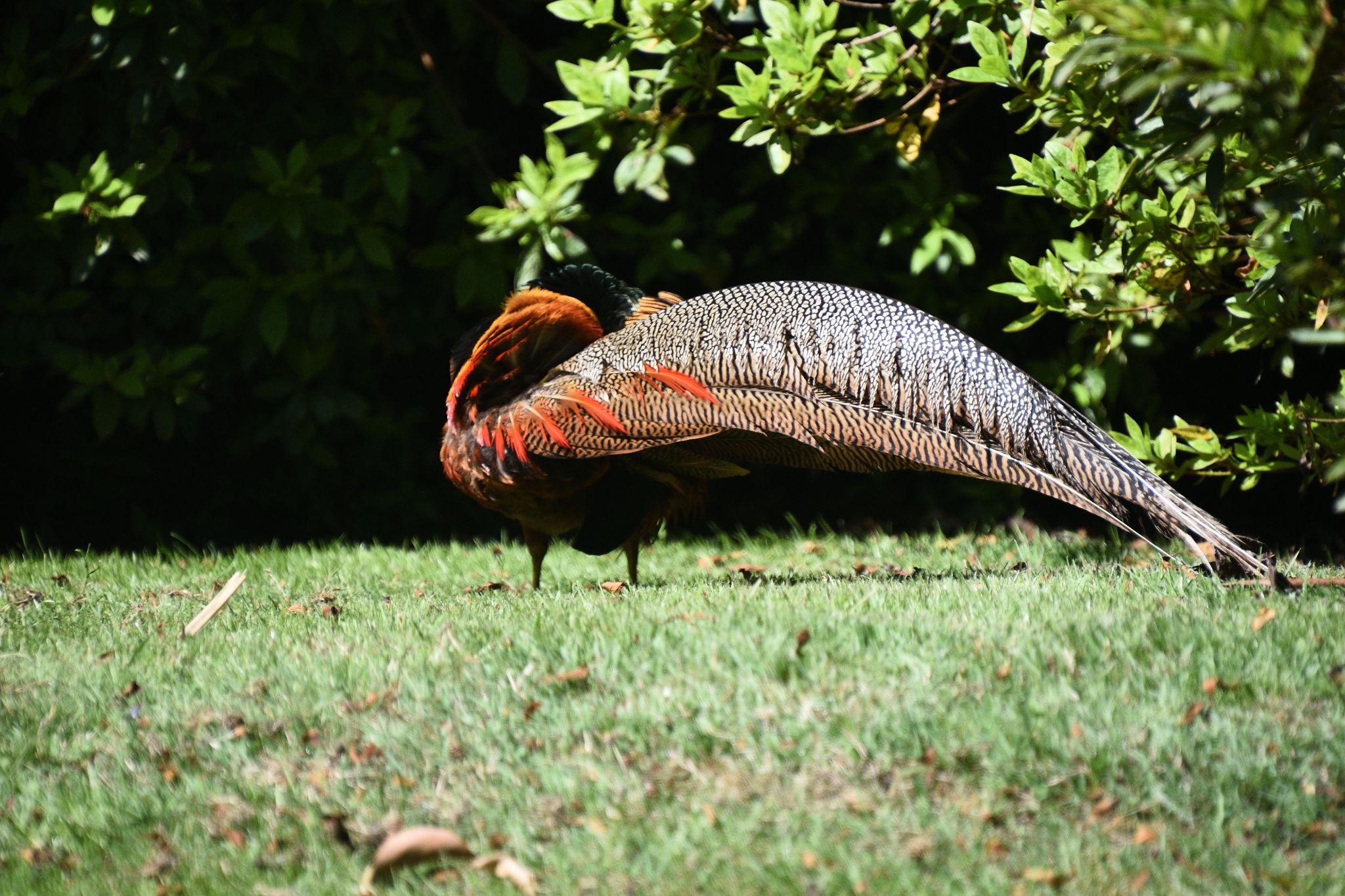 Lake Maggiore, Italy