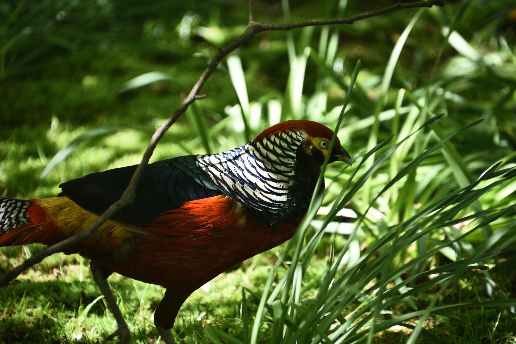 Lake Maggiore, Italy