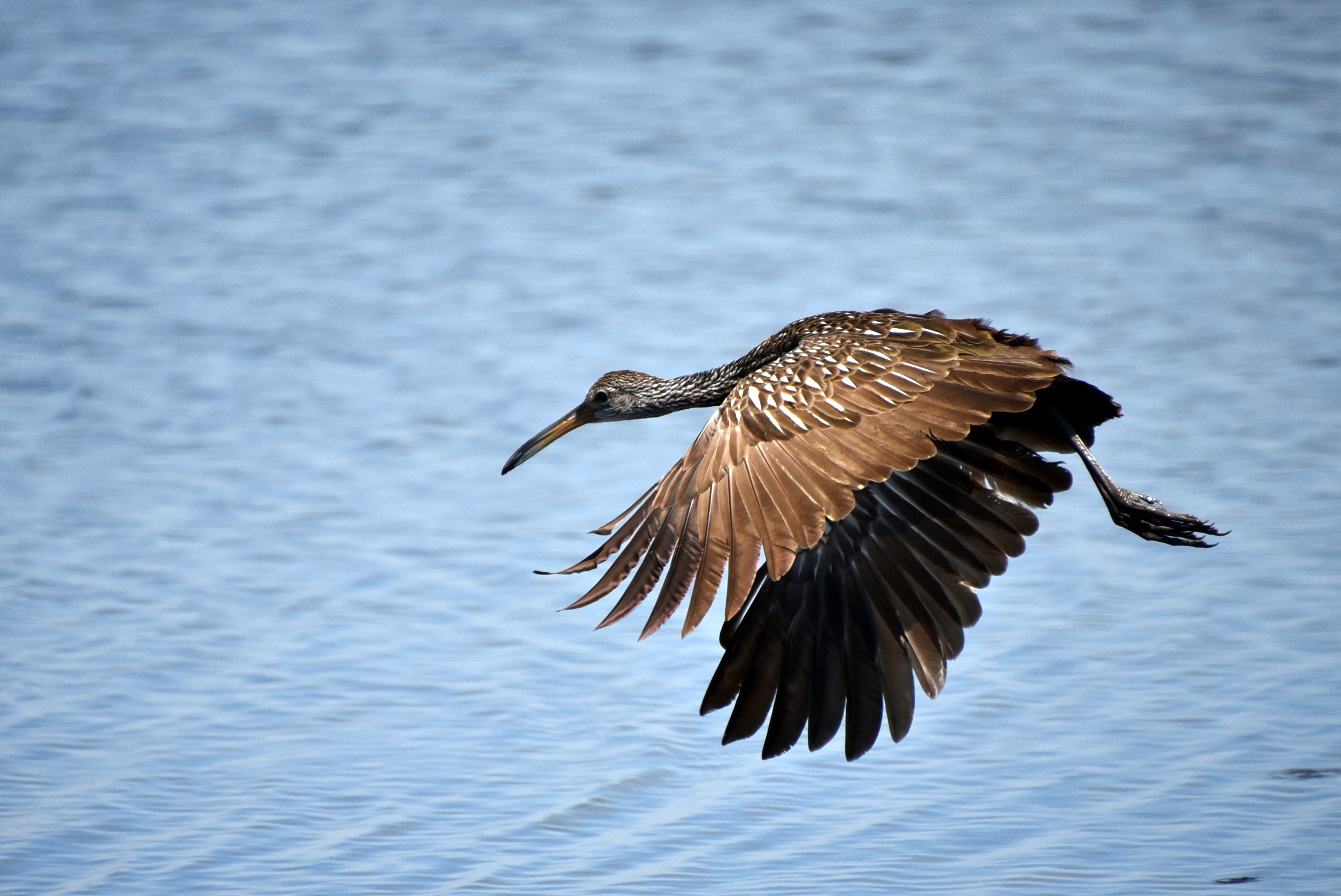 Myakka River State Park