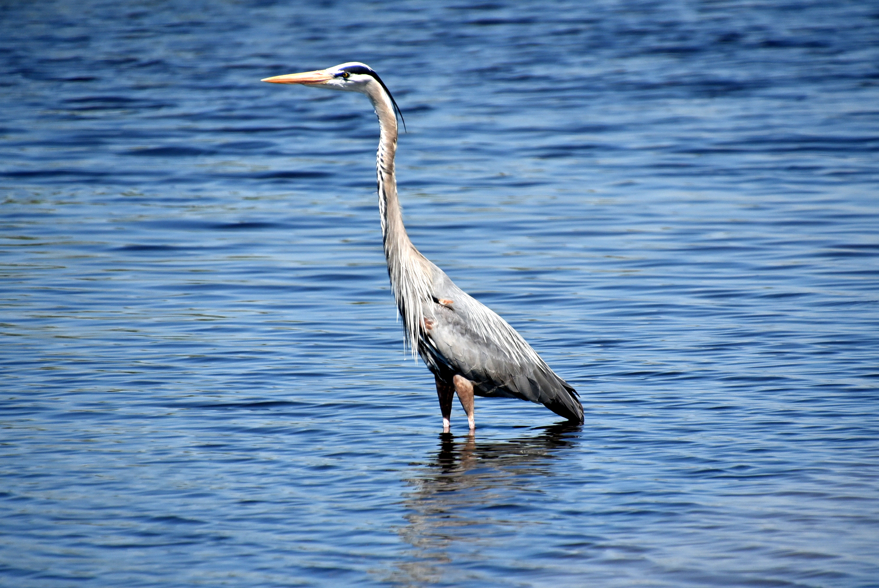 Myakka River State Park